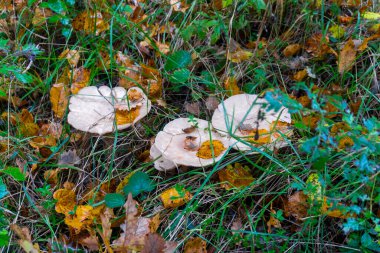 Bahçede yağmur üstüne hafif mantarlar. Yeşil çimen, portakal yaprakları, yağmur damlaları
