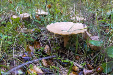 Yeşil çimlerin üzerinde hafif mantarlar. Palamutlar ve kuru dallar