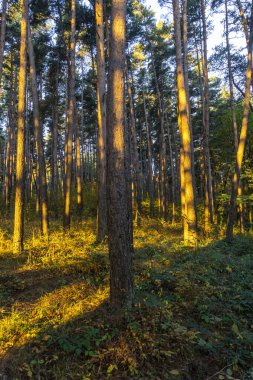 Sabahın erken saatlerinde kozalaklı bir ormanda. Sıcak güneş ışınları ağaç gövdelerine düşer. Çimenler, çalılar. Sonbaharın altın rengi