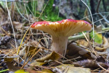 Yenebilir mantar russula, çimenlerin arasında kırmızı bir şapka ve sonbahar ormanında kuru yapraklar. Yakın çekim görünümü