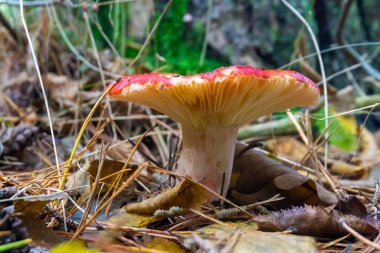 Edible mushroom russula with a red cap among grass and dry leaves in an autumn forest. Close-up view clipart