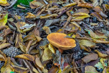 A group of edible mushrooms, the brown capped saffron milk cap, among grass and dry leaves in an autumn forest. Close-up view clipart