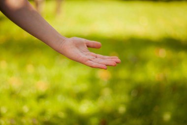 Avuç içi yaprağı tutan bir kadın. yeşil arka plan. kopyalama alanı. yüksek kaliteli fotoğraf