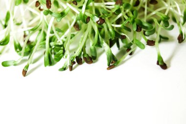 Yeşil filizlenmiş mikrofiber filizler. mikroyeşil, sağlıklı beslenme, vegan gıda konsepti. Üst görünüm, boşluk kopyala
