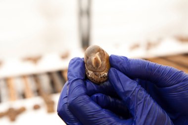 yakın plan - beyaz arkaplanda bir kelebeğin resmi.