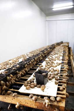 Kutuda sarımsak soğanı var.