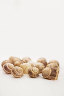 beyaz izole organik taze sarımsak