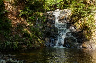 Ormandaki nehrin şelalesi