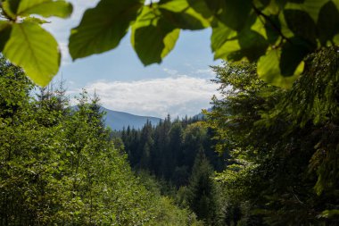dağ ormanı, yaz doğası, yürüyüş yolu, dağ, ağaçlar, dağlar, doğa, orman, manzara
