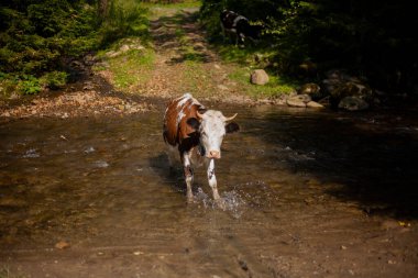 Dağın nehrinde bir inek