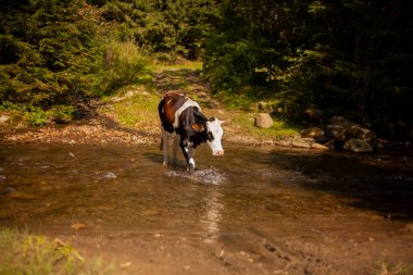 Dağ deresindeki inek