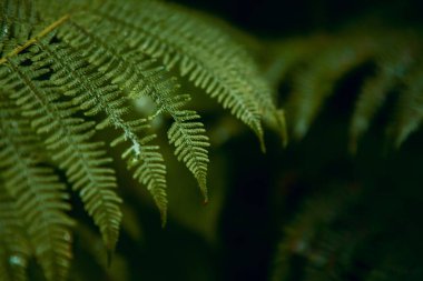 Yeşil yosun, bitki ve yapraklar.