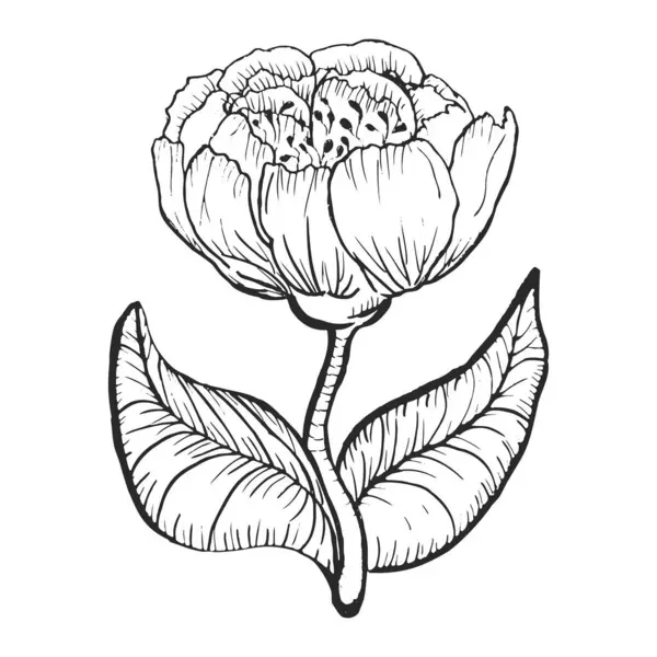 Beyaz arka planda dekoratif bir elementi olan el çizimi bir vektör çiçeği.