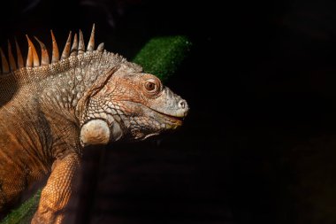 Egzotik İguana Profilini Doğal Doku ile Kapat ve Uzayı Kopyala