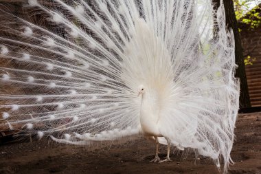 Hayvanat bahçesindeki açık bir kuşun arka planında tüyleri olan tavus kuşu.