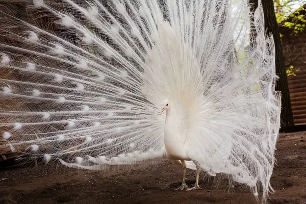 Hayvanat bahçesindeki açık bir kuşun arka planında tüyleri olan tavus kuşu.