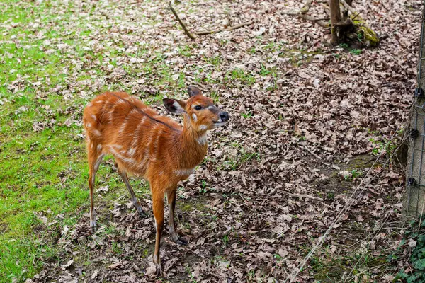 Kameraya yakın duran genç ve sevimli bir geyik. Metin için yer 