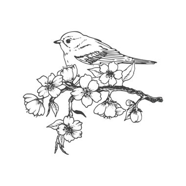 Kiraz dalında oturan bir kuşun vektör çizimi. Taslak çizildi. dekoratif ögeler