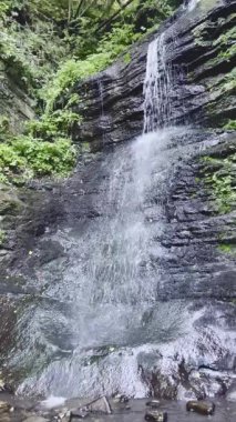 Ormandaki şelalenin dikey videosu