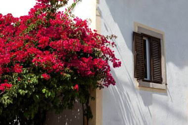The scene captures Mediterranean or tropical architectural charm, with warm sunlight and natural floral accents creating a picturesque, inviting atmosphere. Ideal for travel, architecture, and lifestyle themes.