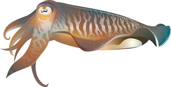 Calamar Gemeiner Besteckfisch Auf Weißem Hintergrund — Stockvektor
