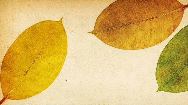 Красочные Листья Прозрачностью Ботанический Декоративный Коллаж Винтажный Стиль Фона — стоковое фото