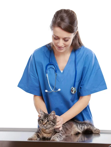 Veterinarian Doctor Making Checkup Cute Beautiful Cat — Stock Photo, Image