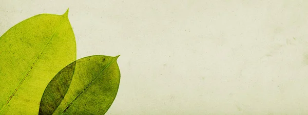 Ботанічний Старовинний Банер Зеленим Листям Копіювальним Простором Концепцією Природи Ботаніки — стокове фото