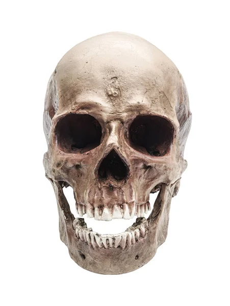 Crânio Humano Natural — Fotografia de Stock