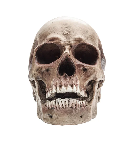 Crânio Humano Natural — Fotografia de Stock