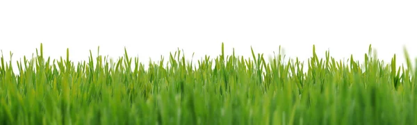 Lush Green Grass Meadow Background — Stock Photo, Image
