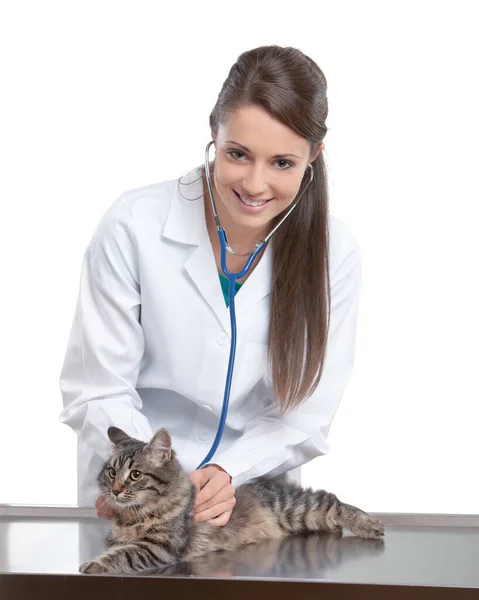 Veterinarian Doctor Making Checkup Cute Beautiful Cat — Stock Photo, Image