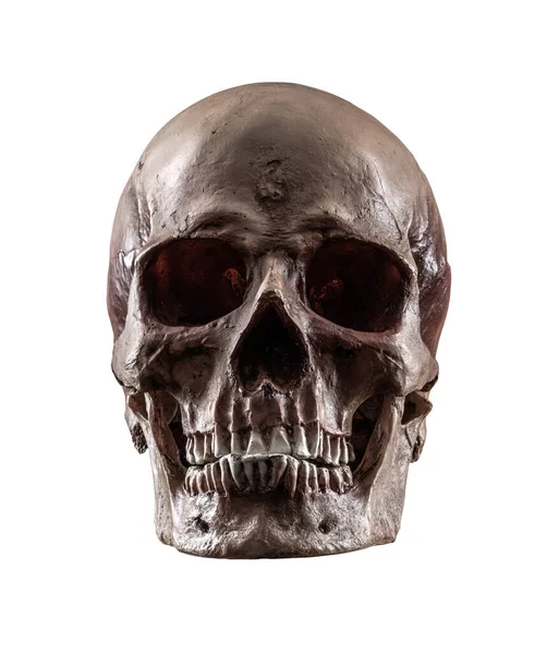 자연적 인간의 두개골 — 스톡 사진