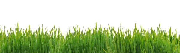 Lush Green Grass Meadow Background Nature Gardening Concept — Stock Photo, Image