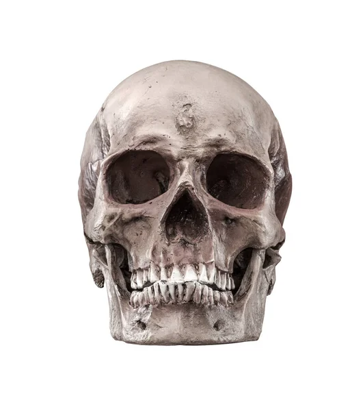 Cráneo Humano Natural —  Fotos de Stock