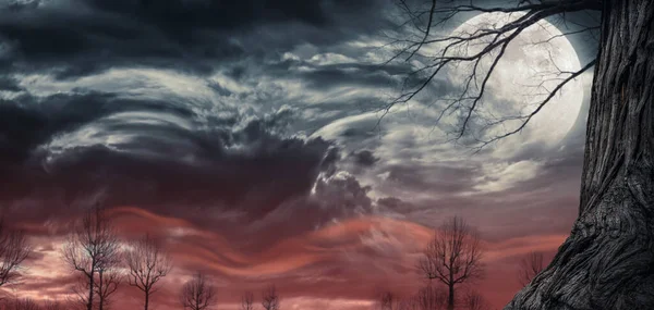 Nattscen Med Träd Upplysta Fullmånen Himlen Skräck Och Fantasi Bakgrund — Stockfoto