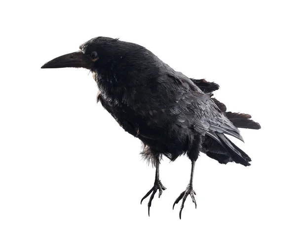 Schwarzer Rabe Vogel Isoliert Auf Weiß — Stockfoto