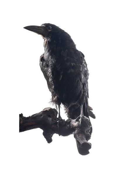 Schwarzer Rabe Vogel Isoliert Auf Weiß — Stockfoto