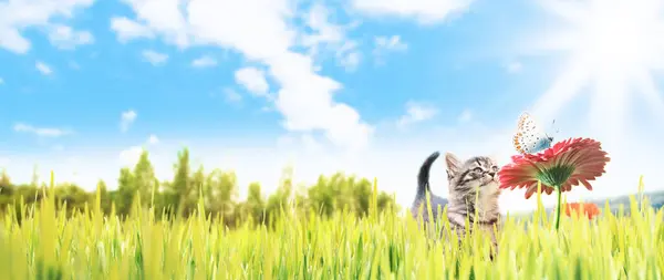Cute Small Kitten Grass Smelling Flower Butterfly Blue Sunny Sky — Stock Photo, Image
