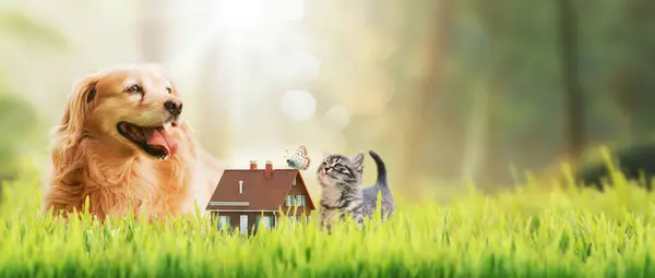 Model house and pets on the grass, real estate and nature concept