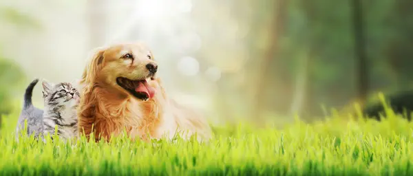 Happy pets outdoors: dog and kitten in the grass playing together