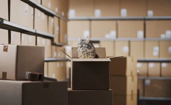 Χαριτωμένα Μακριά Μαλλιά Γάτα Κάθεται Μέσα Ένα Κουτί Παράδοσης Στην Royalty Free Εικόνες Αρχείου