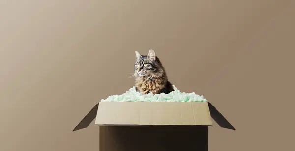 Χαριτωμένη Χνουδωτή Γάτα Κάθεται Μέσα Ένα Κουτί Παράδοσης Γεμάτο Μάρκες Royalty Free Εικόνες Αρχείου