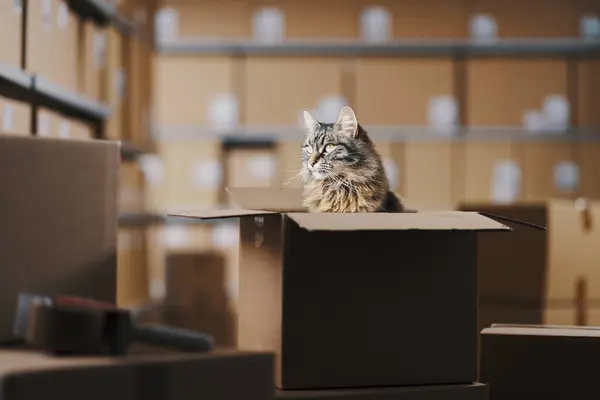 Gato Cabelo Longo Bonito Sentado Dentro Uma Caixa Entrega Armazém — Fotografia de Stock