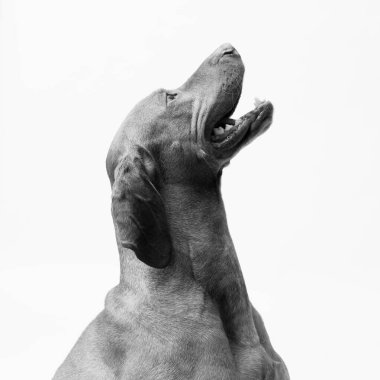 Beyaz arka planda izole edilmiş köpek Macar Vizsla portresi