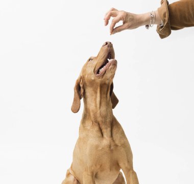 Kadın eli, beyaz arka planda izole edilmiş kuru yiyeceklerle köpeği besler.