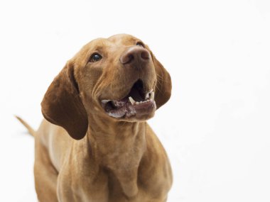 Beyaz arkaplanda, Hungarian Vizsla 'nın stüdyo görüntüleri izole edilmiş.