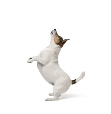 Beyaz arka planda duran şirin küçük köpek Jack Russell Terrier.
