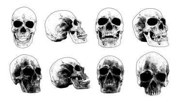 Beyaz arkaplanda insan kafataslarının tek renkli anatomik çizimleri