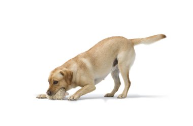 Beyaz arkaplanda oynayan Labrador Retriever Portresi